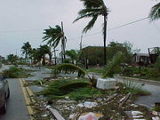 Downed trees in Key West along the old houseboat row on South Roosevelt Blvd.