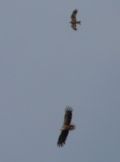 Red Kite, top, mobbing an adult White-tailed Eagle.
