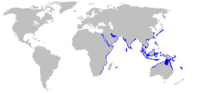 Range of zebra shark (in blue)