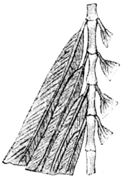 Illustration of the tail-feathers of Archaeopteryx.