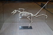 Mounted replica of an Archaeopteryx skeleton.
