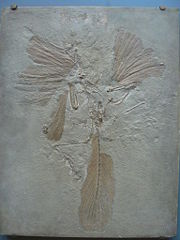 Replica of the London Archaeopteryx.