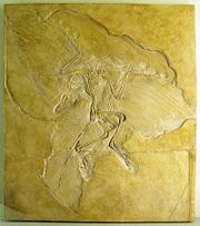 The Berlin Archaeopteryx.