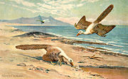 Painting of Archaeopteryx by Heinrich Harder, from around 1916.