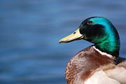 Close up photo showing the brilliant green colours of the male Mallard.