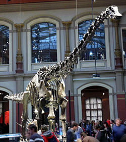 Diplodocus carnegiei skeleton, Naturkundemuseum, Berlin.