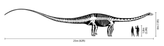 Skeletal diagram, with humans for scale