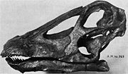 Diplodocus skull from Bone-Cabin Quarry.