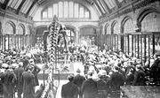 Presentation of the first replica of Diplodocus carnegiei to the trustees of the British Museum of Natural History, 12 May, 1905. Lord Avebury speaking.
