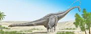 Diplodocus hallorum (formerly known as Seismosaurus)