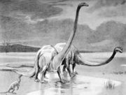 A classic depiction of Diplodocus by Mary Woodward (1905), with neck high up in the air and tail on the ground, a posture now generally believed to be incorrect