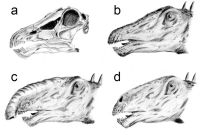 a) skull, b) classic rendering of the head with nostrils on top, c) Bakker's theory of a trunk, d) modern depiction with nostrils low on the snout and a possible resonating chamber