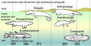 In Late Devonian vertebrate speciation, descendants of pelagic lobe-finned fish – like Eusthenopteron – exhibited a sequence of adaptations: Panderichthys, suited to muddy shallows; Tiktaalik with limb-like fins that could take it onto land; Early tetrapods in weed-filled swamps, such as:   Acanthostega which had feet with eight digits,   Ichthyostega with limbs. Descendants also included pelagic lobe-finned fish such as coelacanth species.