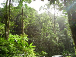 Tropical forest near Fond St-Denis