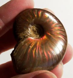 An iridescent ammonite from Madagascar