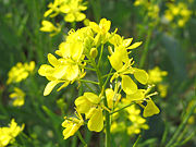Indian Mustard Flower (Brassica juncea L. Czern)