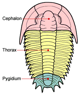 The trilobite body is divided into three major sections, a cephalon with eyes, mouthparts and sensory organs such as antennae, a thorax of multiple similar segments (that in some species allowed them to roll up into a ball), and a pygidium, or tail section.