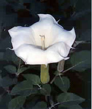 Sacred Datura grows on the canyon floor and blooms at night.
