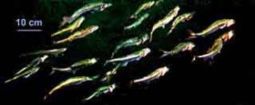 school of juvenile herring close to the surface