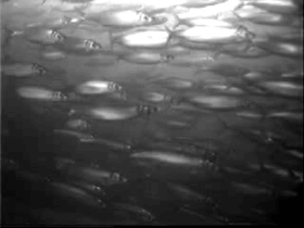 Underwater video (looping) of a school on its migration to their spawning grounds in the Baltic Sea. With such high speed they can migrate over thousands of kilometers. In the North Atlantic they cruise between Norway and Greenland every year.