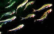 Herring ram feeding on a school of copepods.  All fish have the opercula wide open all at the same time (the red gills are visible) and the mouth wide open (click to enlarge).  The fish swim in a grid with a distance of the jumplength of their prey, as indicated in the animation below.