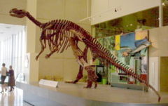 Muttaburrasaurus skeleton at the Queensland Museum.