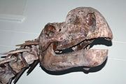 Mounted skull of a Muttaburrasaurus langdoni at the Australian Museum, Sydney.