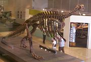 Muttaburrasaurus skeleton, as viewed from the Information Section at the Queensland Museum
