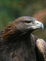 The Golden Eagle's beak is well-suited to tear apart large prey.