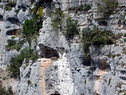 Golden Eagle eyrie (in hollow at left center).Siagne de la Pare, Alpes-Maritimes (France).
