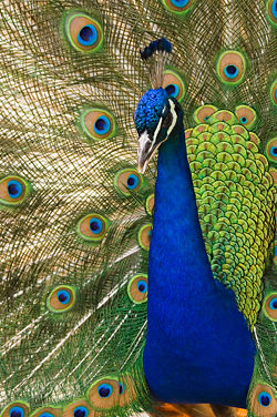 Indian Blue Peacock, male
