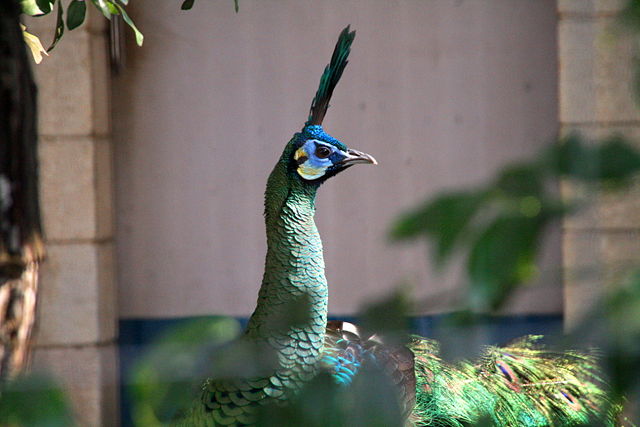 Image:Green Peafowl Male.jpg