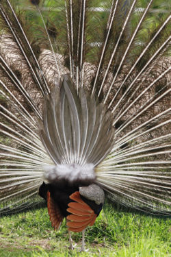A rear view of an Indian Blue Peacock's tail feathers