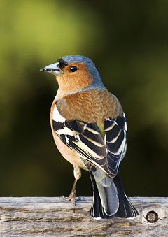 Fringilla coelebs, male  Birdsong (help·info)