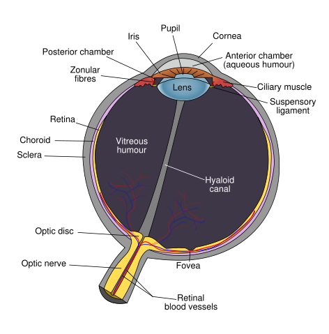 Image:Schematic diagram of the human eye en.svg