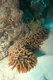 Thelenota ananas, a sea cucumber (phylum: Echinodermata)