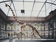 Skeleton of Brachiosaurus brancai in Berlin.