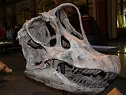 Skull of Brachiosaurus brancai, Naturkundemuseum Berlin.