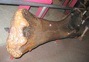 The front leg bone of a Brachiosaurus.