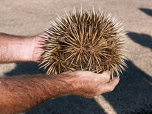A Short-beaked Echidna curled into a ball; the snout is visible on the right.