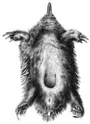 The underside of a female Short-beaked Echidna; the pouch which carries eggs is towards the rear of the abdomen.