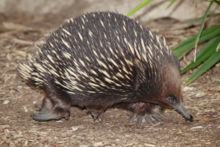A Short-beaked Echidna on the move