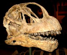 Camarasaurus lentus skull