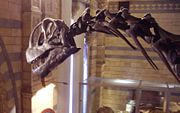 Camarasaurus skull and neck - Natural History Museum, London.
