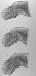 Sketches of Camarasaurus' head