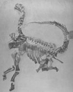 1925 illustration of the first full skeleton of Camarasaurus.