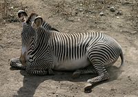Grevy's zebra at the Henry Doorly Zoo