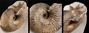 An ammonitic ammonoid with the body chamber missing, showing the septal surface (especially at right) with its undulating lobes and saddles.