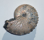 Jeletzkytes, a Cretaceous ammonite from the USA