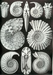 A variety of ammonite forms, from Ernst Haeckel's 1904 Kunstformen der Natur (Artforms of Nature).